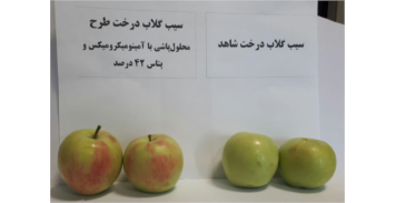 سیب گلاب، دماوند